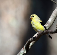 American Goldfinch