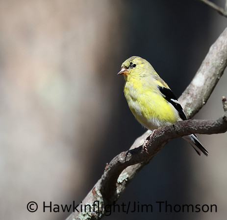 American Goldfinch