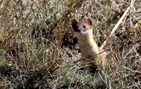 Weasel