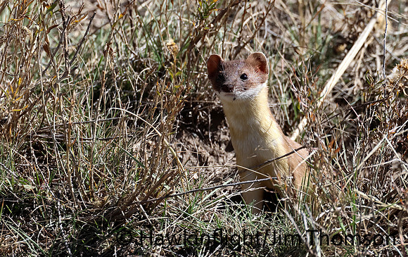Weasel