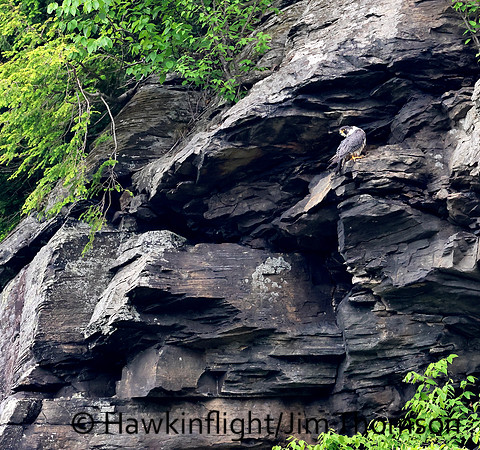 Peregrine Falcon