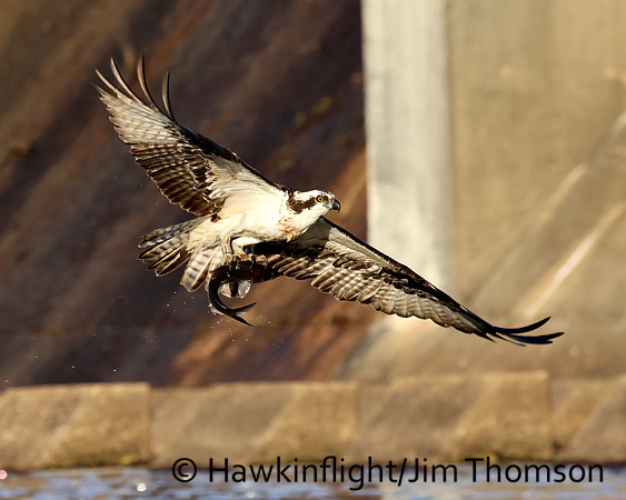 Osprey