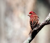 Purple Finch