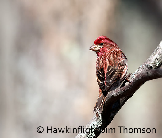 Purple Finch
