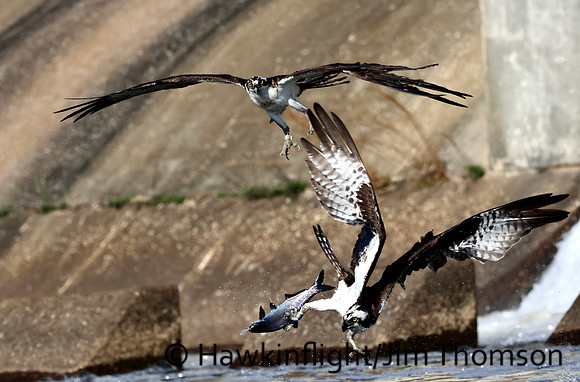 Osprey
