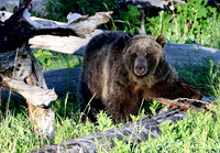 Grizzly Bear