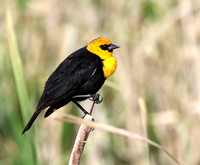 Yellow-headed Blackbird
