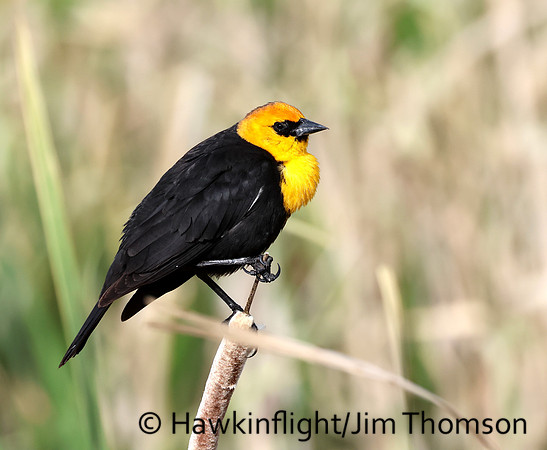 Yellow-headed Blackbird