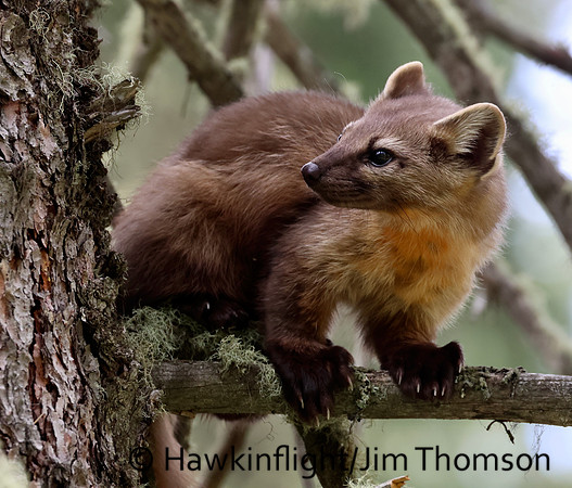 Pine Marten