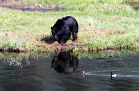 Black Bear