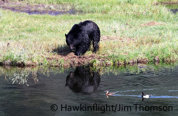 Black Bear
