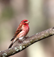 Purple Finch