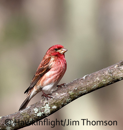 Purple Finch