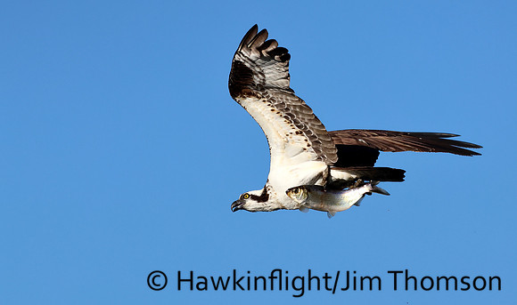 Osprey