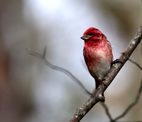 Purple Finch