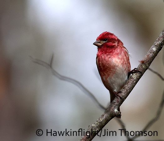 Purple Finch