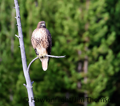 Red-tailed Hawk
