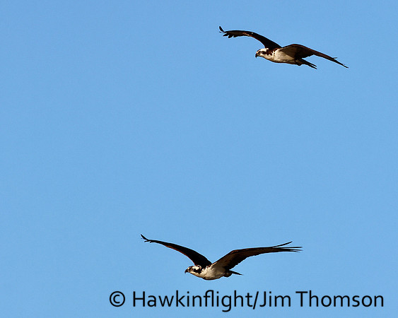 Osprey