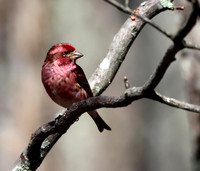 Purple Finch