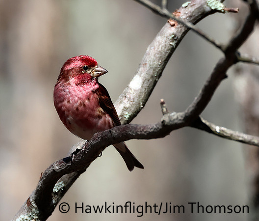 Purple Finch