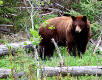 Black Bear