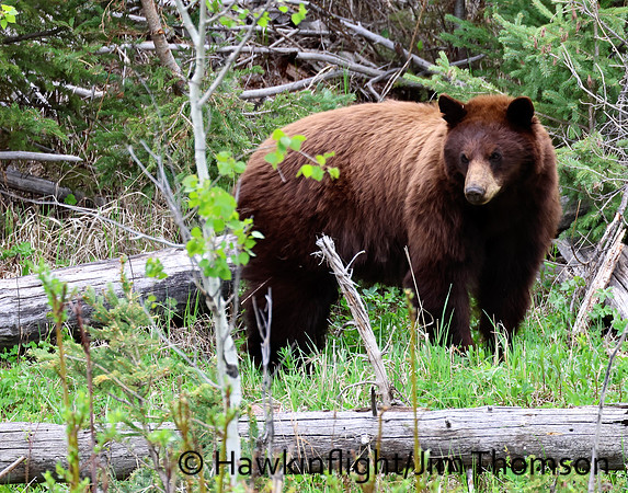 Black Bear