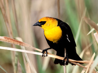 Yellow-headed Blackbird