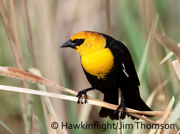 Yellow-headed Blackbird