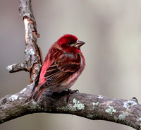 Purple Finch