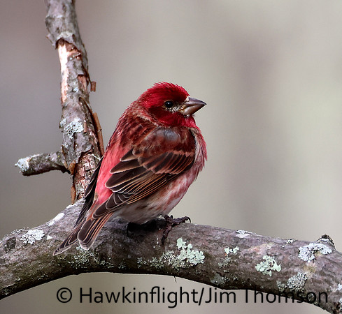 Purple Finch