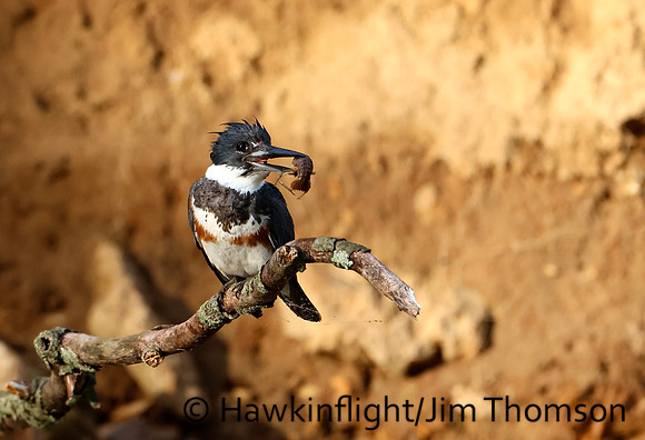Kingfisher