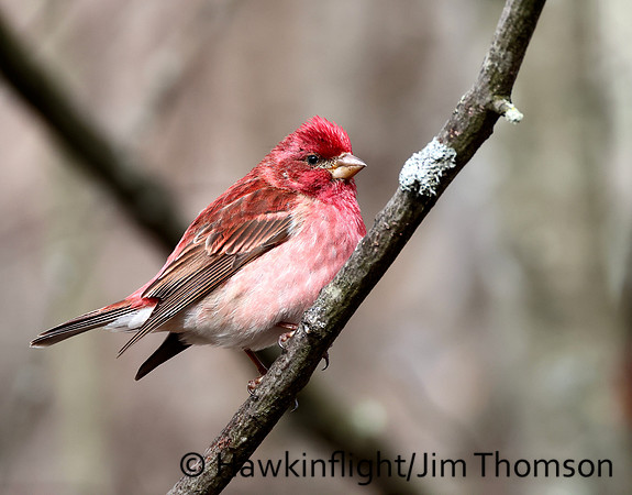 Purple Finch