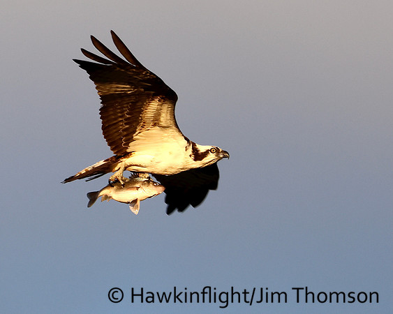 Osprey