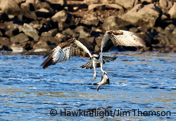 Osprey