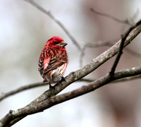 Purple Finch