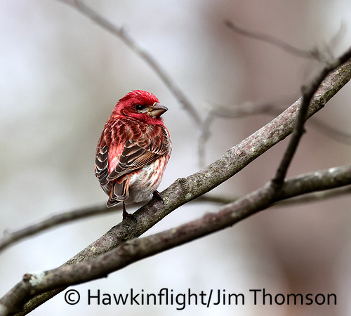 Purple Finch