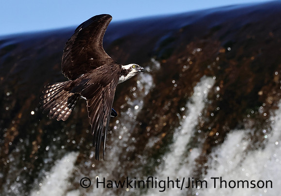 Osprey