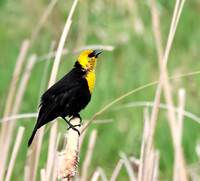 Yellow-headed Blackbird