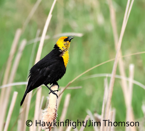Yellow-headed Blackbird