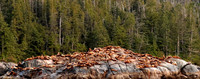 Steller Sea Lion