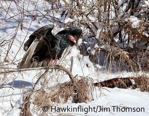 Turkey Vulture
