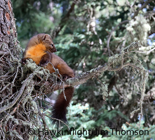 Pine Marten