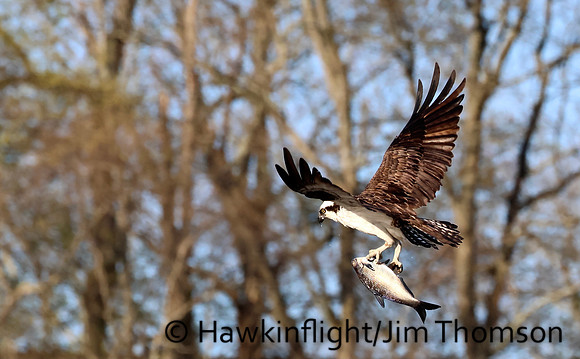 Osprey