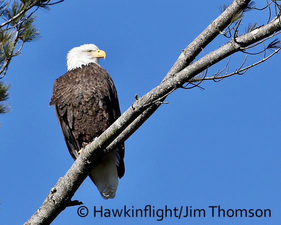 Bald Eagle