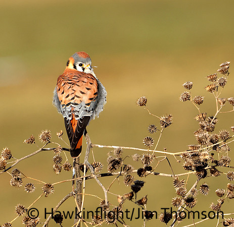 American Kestrel