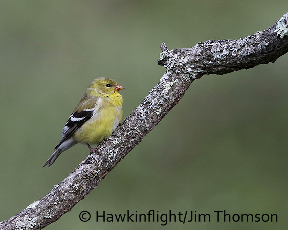 American Goldfinch