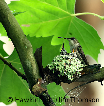 Ruby-throated Hummingbird - nest