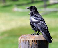 Common Raven