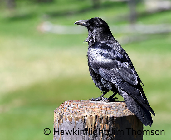 Common Raven