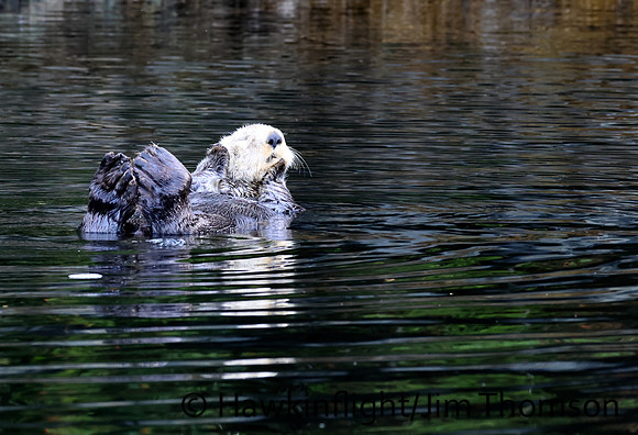 Sea Otter